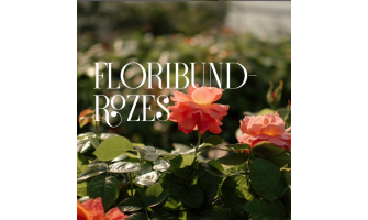 Kāpēc izvēlēties Floribundrozes?